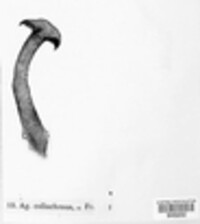 Agaricus callochrous image